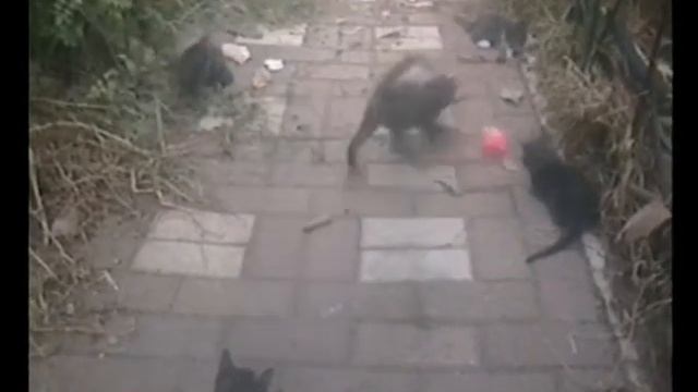 Футбол  Бразилия -- Молдова смотреть онлайн