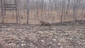 ПЯТНИСТЫЙ ОЛЕНЬ ОГОНЁК ТЕРЯЕТ РОГА. УНИКАЛЬНЫЕ КАДРЫ