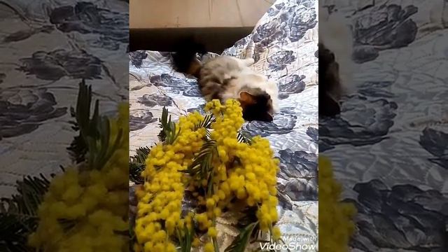 КОШКА SHERY🐱МУР  И МИМОЗЫ 🌻🌻🌻