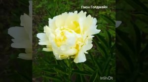 Пион Голдмайн. Paeonia lactiflora Goldmine. Цветение.