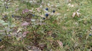 Глухой неведомой тайгою... БОЯН, Е. Поликанин, А. Полетаев.mp4