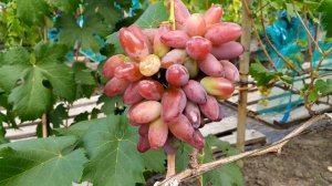 Клеопатра-  красивейший виноград