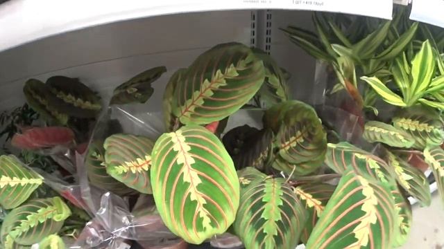 АШАН СКИДКИ! ? ЦВЕТЫ В ГОРШКЕ ? КРАСИВЫЕ КОМНАТНЫЕ ЦВЕТЫ В МАГАЗИНЕ АШАН! смотреть онлайн