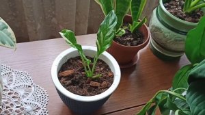 Спатифиллум после пересадки.(ч.1.) поникли листья, гибнет.