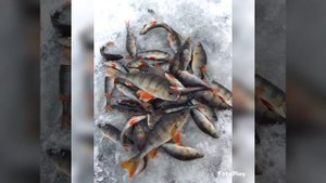 Снегоход "Рыбинка" в поход и на рыбалку???