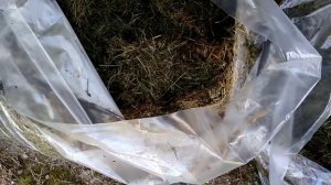 ,,Правильная,,мульча из скошенной травы-природный антибиотик