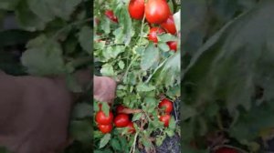 Томат " Ушаков".