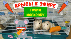 КРЫСЫ В ЭФИРЕ | ТОЧИМ МОРКОВКУ
