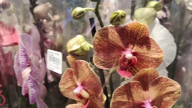 Орхидеи в Сильпо на метро Лукьяновская. 26.12.20 смотреть онлайн