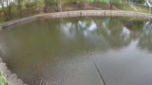 Strike Pro Inquisitor 110 SP, Zaco Terion Minnow SP130,  Fishycat Bobcat 100SP