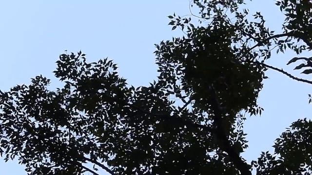 Leica D LUX5 video 2 смотреть онлайн