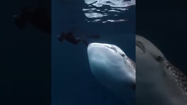 Интересный факт: китовые акулы кормятся, фильтруя воду, они не могут ни кусаться, ни жевать. смотреть онлайн