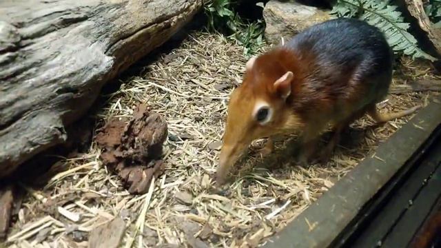 Black and rufous giant elephant shrews at the Bronx Zoo