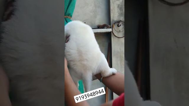 9193948944 all breeds puppies available #goldenretriever #labrador #germanshepher смотреть онлайн