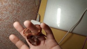 Как я ухаживаю за змейкой//Маисовый полоз ?