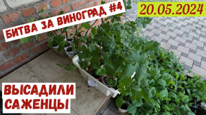 Битва за виноград №4. Высадили саженцы винограда(20.05.2024)