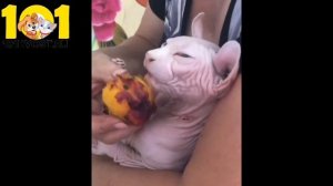 СФИНКС ЭЛЬФ