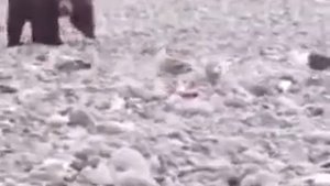 много медведей просят рыбу у рыбаков