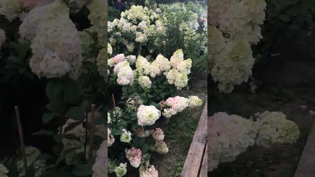 Гортензия 💐 Питомник растений Велес, г Чита, Забайкальский край 🌺 🌸