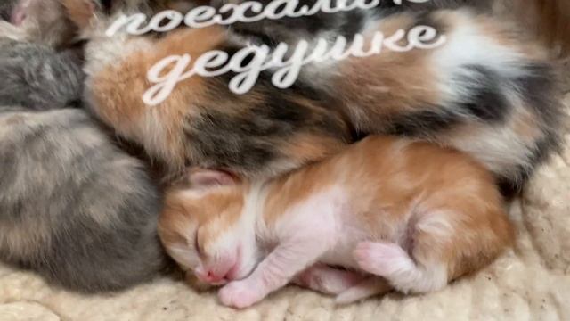 #282 Влог! Самая пышная запеканка! смотреть онлайн