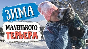 Один зимний день из жизни непоседливого ДЖЕК РАССЕЛ ТЕРЬЕРА ?❄️⛄