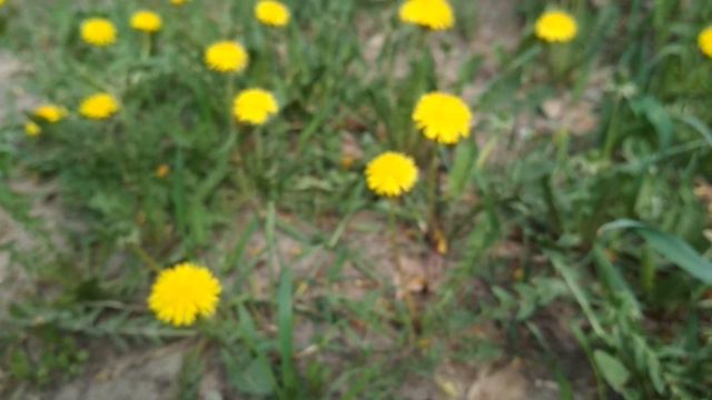 Весенняя зелень смотреть онлайн