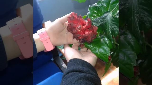 Клип лучшая подруга(моя подруга Фатима)♥ смотреть онлайн