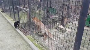 Забавные отношения лисы и кошки. Парк львов Тайган