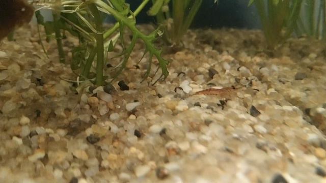 ОБЗОР НА МОЙ АКВАРИУМ|растения, редиска и петушок-девочка смотреть онлайн