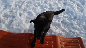 Дети и ЗЛАЯ СОБАКА    Укусила За Ногу До Крови?