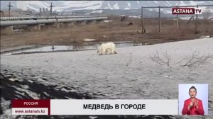 В Норильск забрел белый медведь, шокировав местных жителей