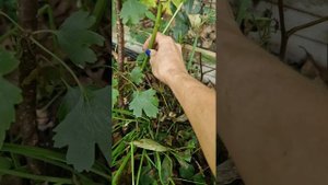как размножать пионы черенкованием