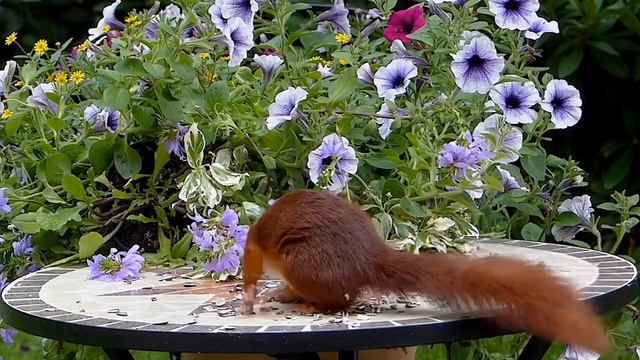 #Лето. #Золотой #саксофон. #Музыка для души. #Summer. #Gold #saxophone. #Best. #Music for the #soul смотреть онлайн