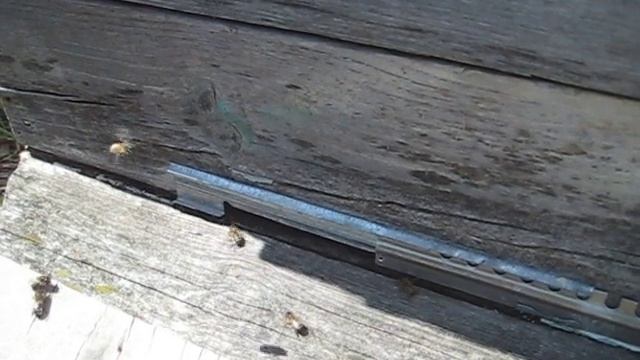 Пчёлы плохо заходят в улей смотреть онлайн