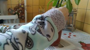 Пересадка Синадениум Гранта / Молочая. Великан из семейства молочайных.