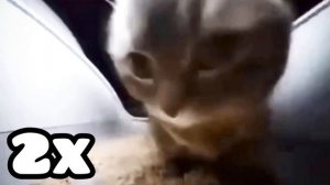 CHIPI CHIPI CHAPA CHAPA DUBI DUBI (999x Speed)