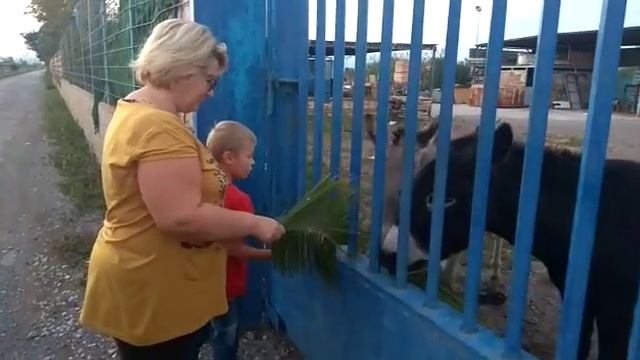 Кормим Ослов) смотреть онлайн