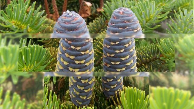 Корейская пихта! AdRev for a 3rd Party смотреть онлайн