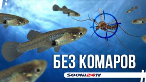 Рыбка Гамбузия экологично спасает сочи от комаров