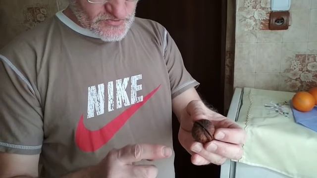 Валерий Го "Как легко прорастить орех!" смотреть онлайн