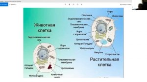 Сравнение строения растительной и животной клеток