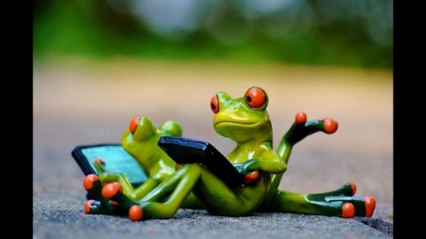 почему жабы лучшие???