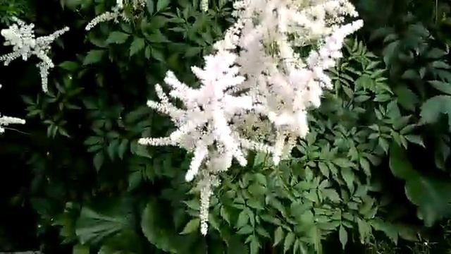 #astilbe #дача #астильбы #астильбарий / Астильбы(лат.astilbe). Созданием роскошного  астильбария