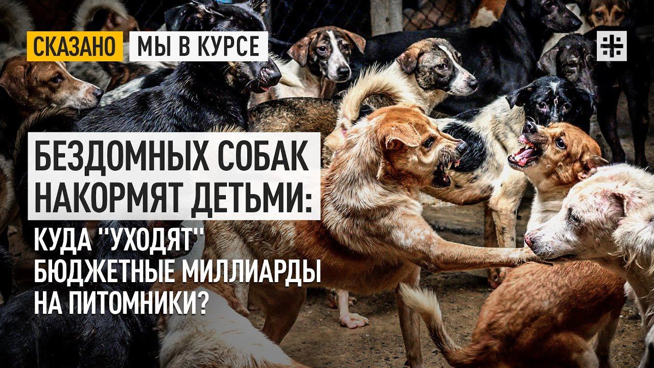 Бездомных собак накормят детьми: Куда уходят бюджетные миллиарды на питомники?