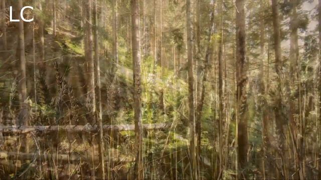 Щебетания птиц приносят спокойствие в наш организм. #пениептиц #музыкадлясна смотреть онлайн