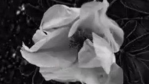 18.Увядшие цветы (в/ц Прекрасная мельничиха)