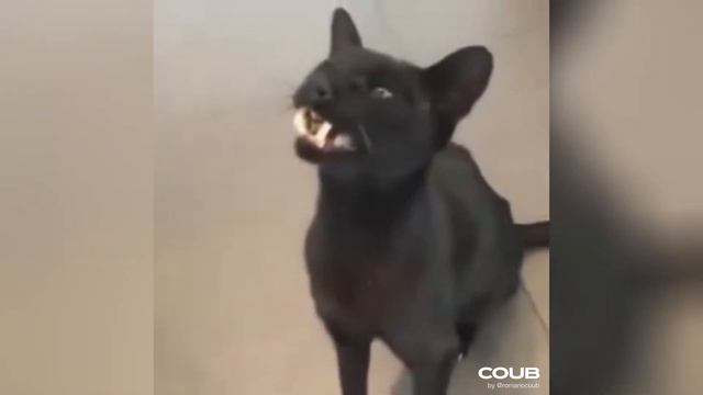 Лучшие приколы с животными #68 | Best Coub | Сборник кубов смотреть онлайн