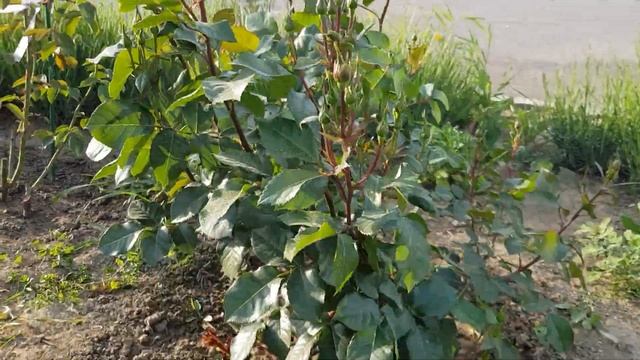 Подкормите Кусты Роз ЗЕЛЕНОЙ БОЛТУШКОЙ ( вонючкой) ? и Вас удивит Результат ? мой Многолетний опыт смотреть онлайн