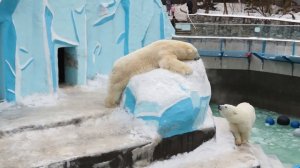 Кай и Герда - белые медведи Новосибирского зоопарка