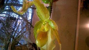 ФРАГМИПЕДИУМ  Grande _ Знакомство _